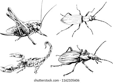 vector drawings sketches different insects bugs Scorpions spiders drawn in ink by hand , objects with no background