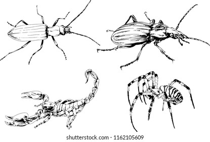 vector drawings sketches different insects bugs Scorpions spiders drawn in ink by hand , objects with no background