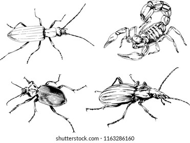 vector drawings sketches different insects bugs Scorpions spiders drawn in ink by hand , objects with no background