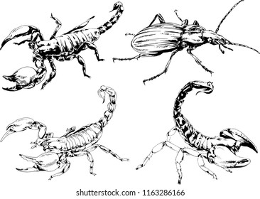 vector drawings sketches different insects bugs Scorpions spiders drawn in ink by hand , objects with no background