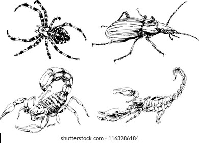 vector drawings sketches different insects bugs Scorpions spiders drawn in ink by hand , objects with no background