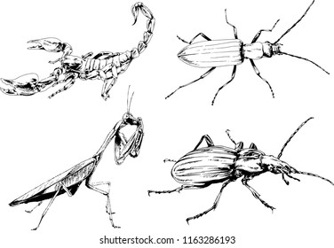 vector drawings sketches different insects bugs Scorpions spiders drawn in ink by hand , objects with no background