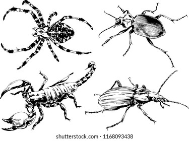 vector drawings sketches different insects bugs Scorpions spiders drawn in ink by hand , objects with no background