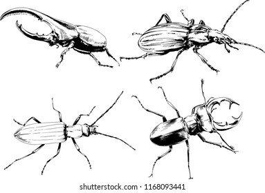 vector drawings sketches different insects bugs Scorpions spiders drawn in ink by hand , objects with no background