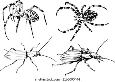 vector drawings sketches different insects bugs Scorpions spiders drawn in ink by hand , objects with no background