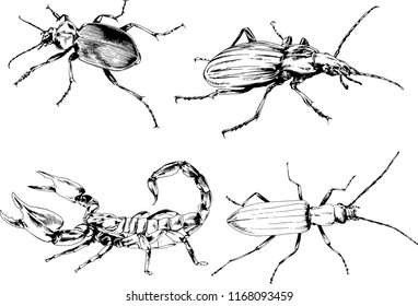 vector drawings sketches different insects bugs Scorpions spiders drawn in ink by hand , objects with no background