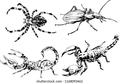vector drawings sketches different insects bugs Scorpions spiders drawn in ink by hand , objects with no background