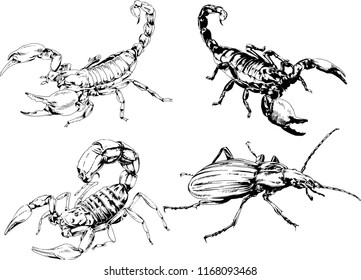 vector drawings sketches different insects bugs Scorpions spiders drawn in ink by hand , objects with no background