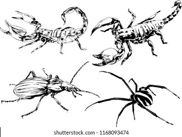 vector drawings sketches different insects bugs Scorpions spiders drawn in ink by hand , objects with no background