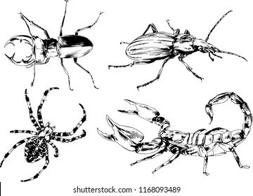 vector drawings sketches different insects bugs Scorpions spiders drawn in ink by hand , objects with no background
