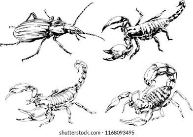 vector drawings sketches different insects bugs Scorpions spiders drawn in ink by hand , objects with no background