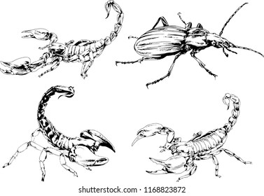 vector drawings sketches different insects bugs Scorpions spiders drawn in ink by hand , objects with no background