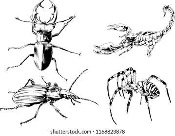vector drawings sketches different insects bugs Scorpions spiders drawn in ink by hand , objects with no background