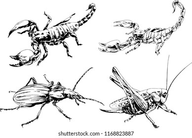 vector drawings sketches different insects bugs Scorpions spiders drawn in ink by hand , objects with no background