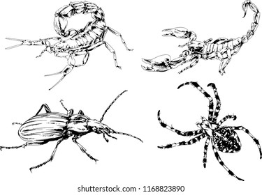 vector drawings sketches different insects bugs Scorpions spiders drawn in ink by hand , objects with no background
