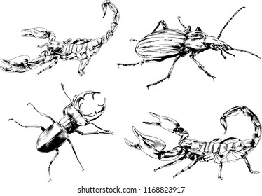 vector drawings sketches different insects bugs Scorpions spiders drawn in ink by hand , objects with no background