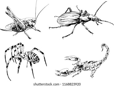 vector drawings sketches different insects bugs Scorpions spiders drawn in ink by hand , objects with no background