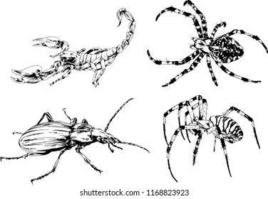 vector drawings sketches different insects bugs Scorpions spiders drawn in ink by hand , objects with no background