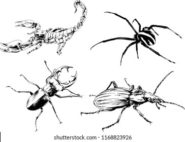 vector drawings sketches different insects bugs Scorpions spiders drawn in ink by hand , objects with no background