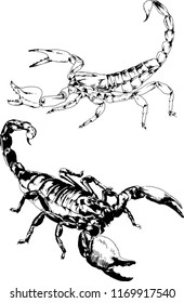 vector drawings sketches different insects bugs Scorpions spiders drawn in ink by hand , objects with no background
