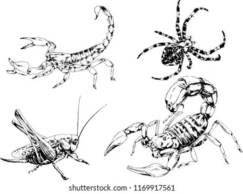 vector drawings sketches different insects bugs Scorpions spiders drawn in ink by hand , objects with no background