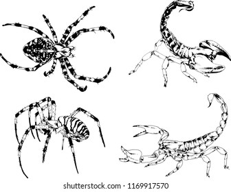 vector drawings sketches different insects bugs Scorpions spiders drawn in ink by hand , objects with no background