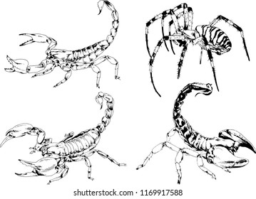 vector drawings sketches different insects bugs Scorpions spiders drawn in ink by hand , objects with no background