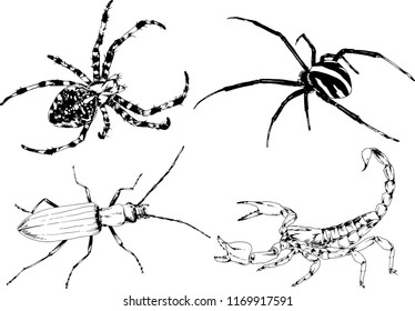 vector drawings sketches different insects bugs Scorpions spiders drawn in ink by hand , objects with no background