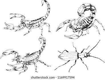 vector drawings sketches different insects bugs Scorpions spiders drawn in ink by hand , objects with no background