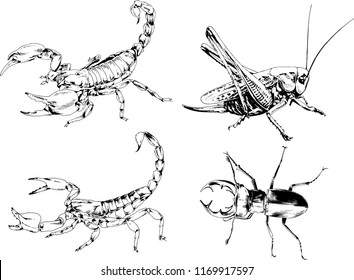 vector drawings sketches different insects bugs Scorpions spiders drawn in ink by hand , objects with no background