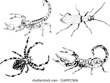 vector drawings sketches different insects bugs Scorpions spiders drawn in ink by hand , objects with no background