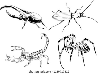 vector drawings sketches different insects bugs Scorpions spiders drawn in ink by hand , objects with no background