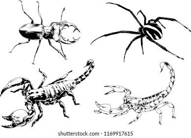 vector drawings sketches different insects bugs Scorpions spiders drawn in ink by hand , objects with no background
