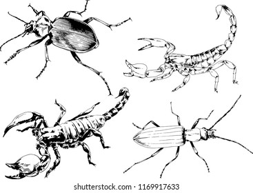 vector drawings sketches different insects bugs Scorpions spiders drawn in ink by hand , objects with no background