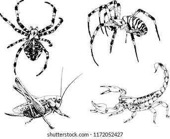 vector drawings sketches different insects bugs Scorpions spiders drawn in ink by hand , objects with no background
