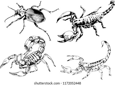 vector drawings sketches different insects bugs Scorpions spiders drawn in ink by hand , objects with no background