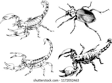 vector drawings sketches different insects bugs Scorpions spiders drawn in ink by hand , objects with no background