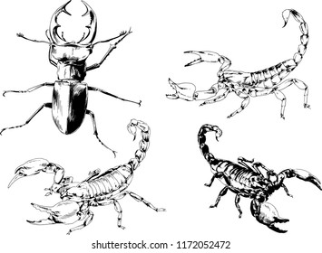 vector drawings sketches different insects bugs Scorpions spiders drawn in ink by hand , objects with no background