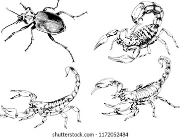 vector drawings sketches different insects bugs Scorpions spiders drawn in ink by hand , objects with no background