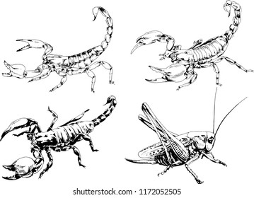vector drawings sketches different insects bugs Scorpions spiders drawn in ink by hand , objects with no background