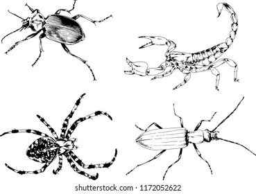 vector drawings sketches different insects bugs Scorpions spiders drawn in ink by hand , objects with no background