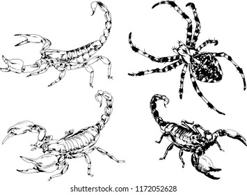 vector drawings sketches different insects bugs Scorpions spiders drawn in ink by hand , objects with no background