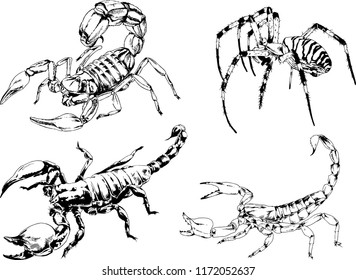 vector drawings sketches different insects bugs Scorpions spiders drawn in ink by hand , objects with no background