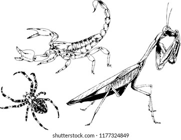 vector drawings sketches different insects bugs Scorpions spiders drawn in ink by hand , objects with no background
