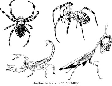 vector drawings sketches different insects bugs Scorpions spiders drawn in ink by hand , objects with no background