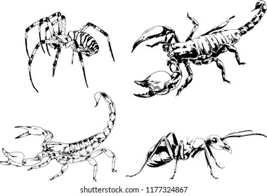 vector drawings sketches different insects bugs Scorpions spiders drawn in ink by hand , objects with no background