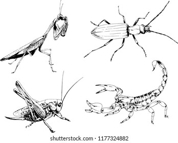 vector drawings sketches different insects bugs Scorpions spiders drawn in ink by hand , objects with no background