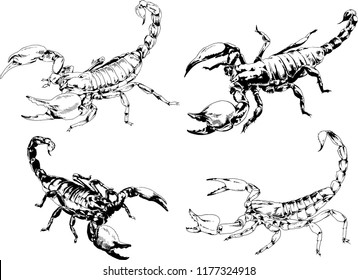 vector drawings sketches different insects bugs Scorpions spiders drawn in ink by hand , objects with no background