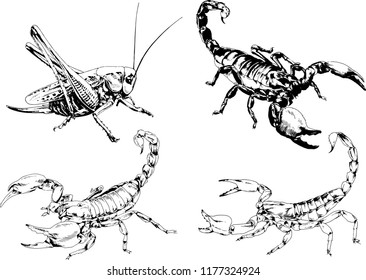 vector drawings sketches different insects bugs Scorpions spiders drawn in ink by hand , objects with no background