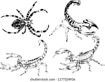 vector drawings sketches different insects bugs Scorpions spiders drawn in ink by hand , objects with no background